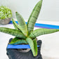 Sansevieria White Rhino (#RA5) |Rare Imported House Plants