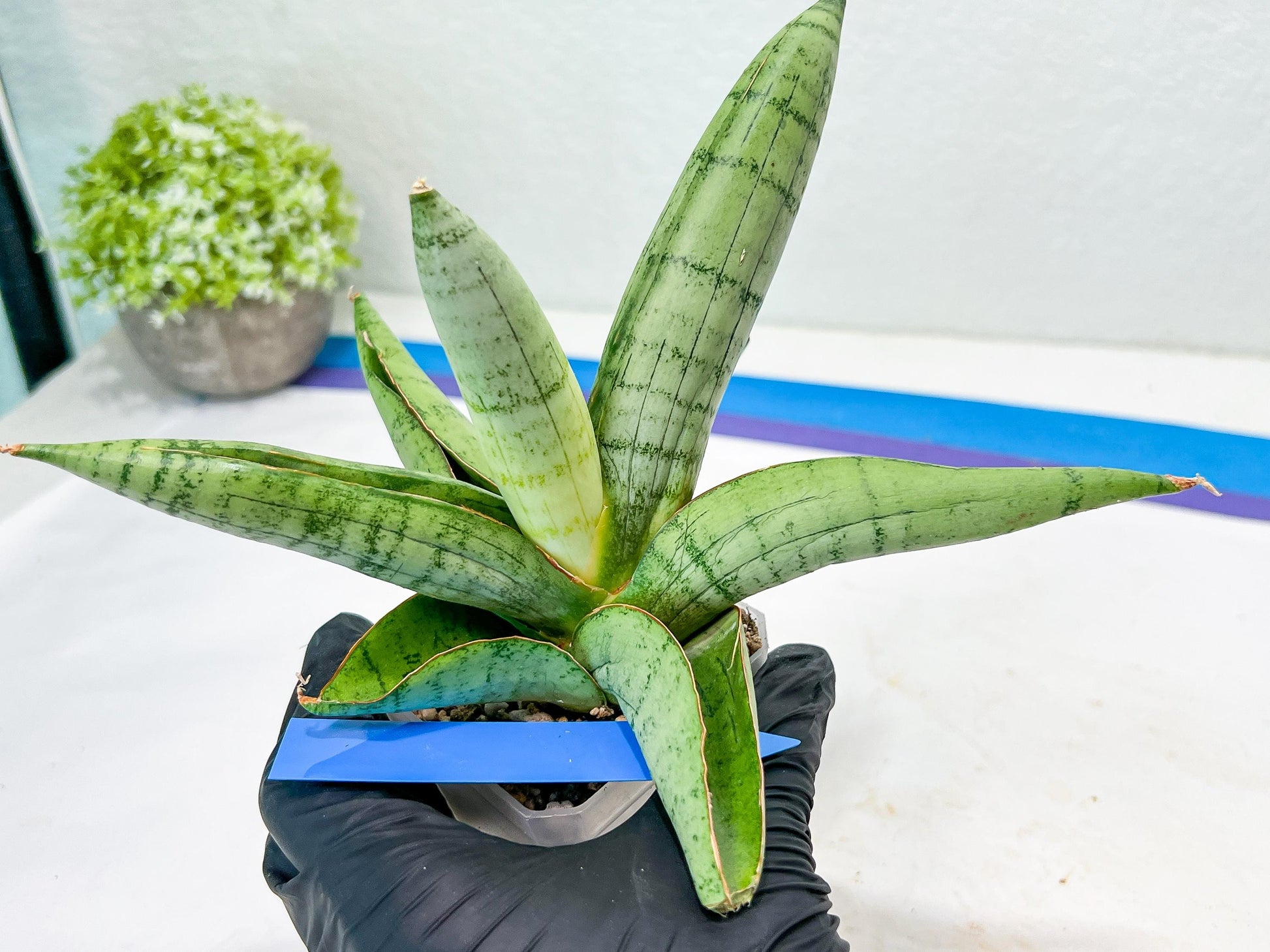 Sansevieria White Rhino (#RA5) |Rare Imported House Plants