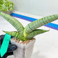 Sansevieria White Rhino (#RA5) |Rare Imported House Plants