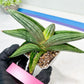 Sansevieria Diablo (#Ra33) | Very New hybrids