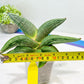 Sansevieria Diablo (#Ra33) | Very New hybrids