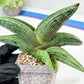 Sansevieria Diablo (#Ra33) | Very New hybrids