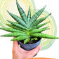 Sansevieria Chujai (#Ra30) | Imported Hybrids