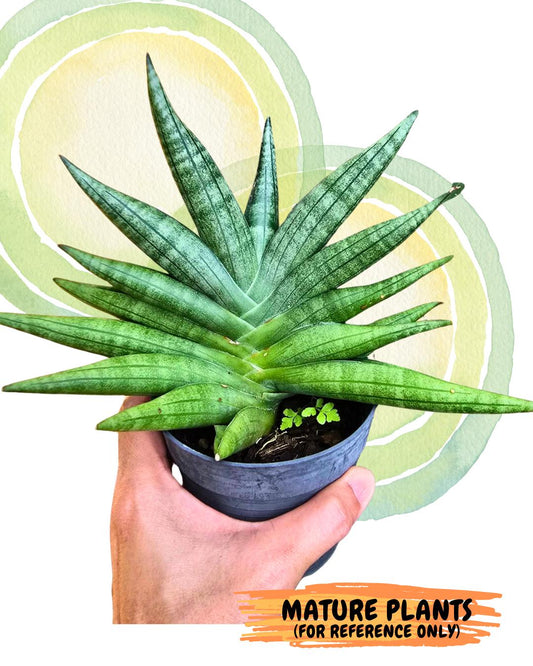Sansevieria Chujai (#Ra30) | Imported Hybrids