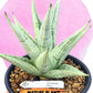 Sansevieria MoMo (#Ra16) | Very New hybrids