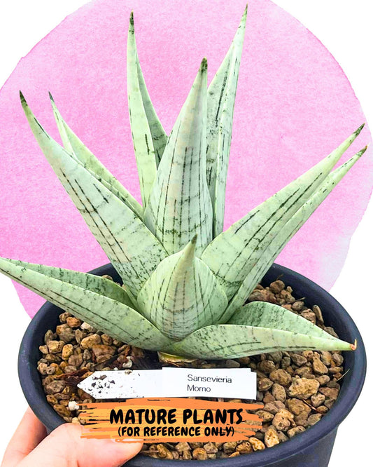 Sansevieria MoMo (#Ra16) | Very New hybrids