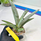 Sansevieria Angel (PH7) | Embark on a Rare Plant Adventure