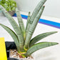 Sansevieria Angel (PH7) | Embark on a Rare Plant Adventure