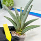 Sansevieria Angel (PH7) | Embark on a Rare Plant Adventure