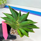 Sansevieria Bilbao (#RA30) | Rare Hybrid Species