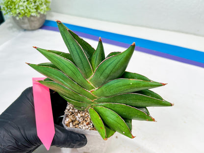 Sansevieria Bilbao (#Ra34) | Rare Hybrid Species