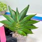 Sansevieria Bilbao (#RA30) | Rare Hybrid Species