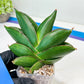 Sansevieria Bilbao (#RA30) | Rare Hybrid Species