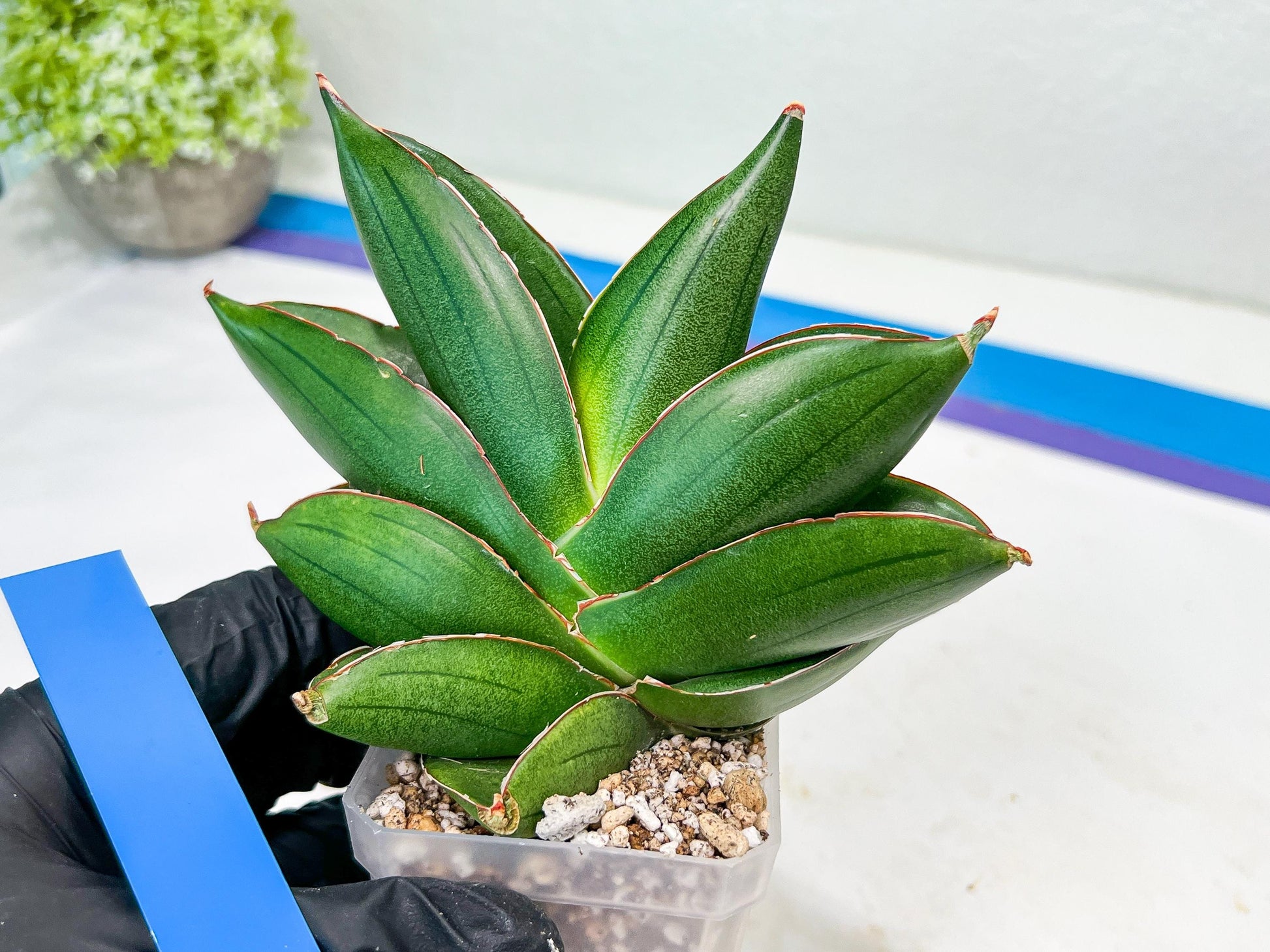 Sansevieria Bilbao (#RA30) | Rare Hybrid Species