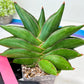 Sansevieria Bilbao (#RA30) | Rare Hybrid Species