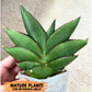 Sansevieria Opera House (#RA28) | Imported Indoor Snake Plant