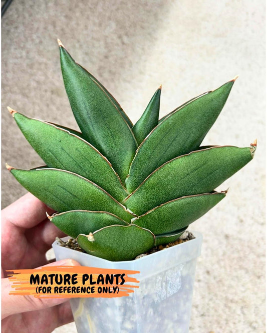 Sansevieria Opera House (#RA28) | Imported Indoor Snake Plant
