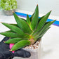 Sansevieria Opera House (#RA28) | Imported Indoor Snake Plant