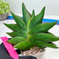 Sansevieria Opera House (#RA28) | Imported Indoor Snake Plant