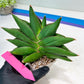 Sansevieria Opera House (#RA28) | Imported Indoor Snake Plant