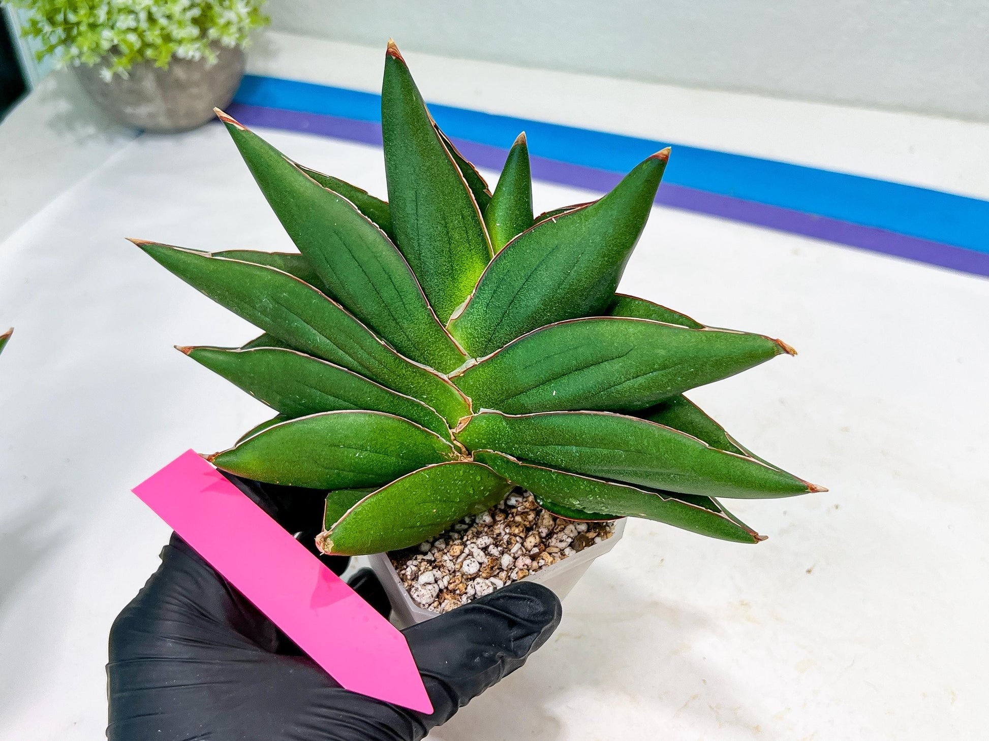 Sansevieria Opera House (#RA28) | Imported Indoor Snake Plant