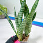 Sansevieria Hybrid Everest | Imported Plants | Rare Hybrid Species