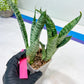 Sansevieria Hybrid Everest | Imported Plants | Rare Hybrid Species