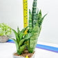 Sansevieria Hybrid Everest | Imported Plants | Rare Hybrid Species