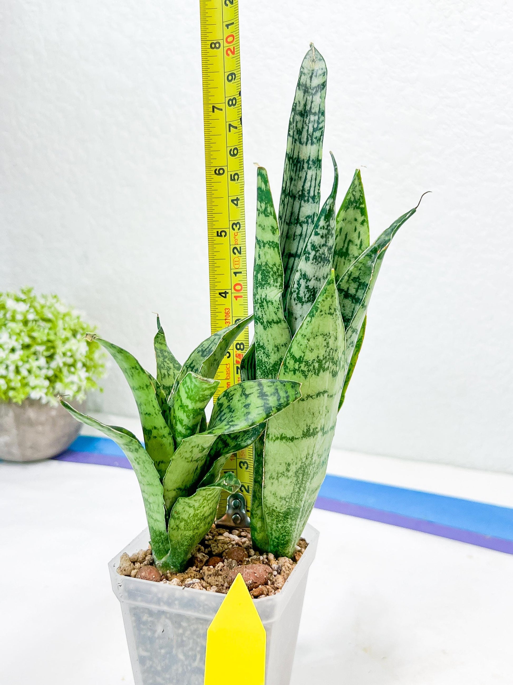 Sansevieria Hybrid Everest | Imported Plants | Rare Hybrid Species