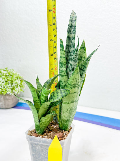 Sansevieria Hybrid Everest (#Ra36) | Imported Plants | Rare Hybrid Species