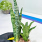 Sansevieria Hybrid Everest | Imported Plants | Rare Hybrid Species