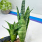 Sansevieria Hybrid Everest | Imported Plants | Rare Hybrid Species