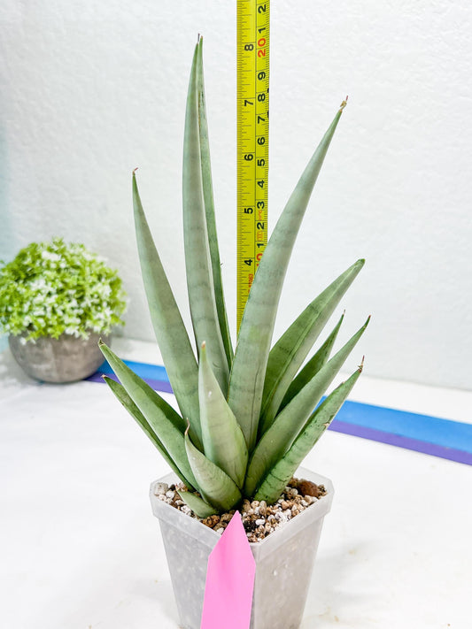 Sansevieria Opera House (#Ra38) | Imported hybrids