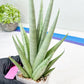 Sansevieria Opera House (#Ra38) | Imported hybrids