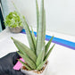 Sansevieria Opera House (#Ra38) | Imported hybrids