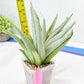 Sansevieria Frozen Trone (#PH19) | Imported Indoor Snake Plant