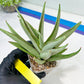 Sansevieria Frozen Trone (#PH19) | Imported Indoor Snake Plant
