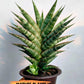 Sansevieria Cordova x dwonsi x gabriela (#H47) | Rare Imported Hybrids