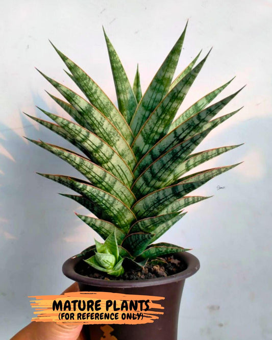 Sansevieria Cordova x dwonsi x gabriela (#H47) | Rare Imported Hybrids
