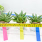 Sansevieria Nilin (#AC2) | Rare Imported Snake plant