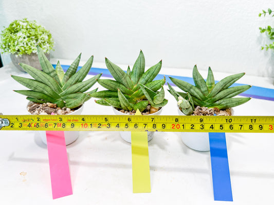 Sansevieria Nilin (#AC2) | Rare Imported Snake plant