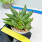 Sansevieria Nilin (#AC2) | Rare Imported Snake plant