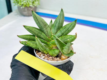 Sansevieria Nilin (#AC2) | Rare Imported Snake plant