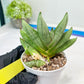 Sansevieria Nilin (#AC2) | Rare Imported Snake plant