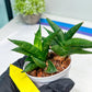 Sansevieria Crazy Crab (#AC4) | Imported Hybrid Snake Plants