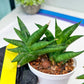 Sansevieria Crazy Crab (#AC4) | Imported Hybrid Snake Plants