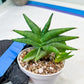 Sansevieria Crazy Crab (#AC4) | Imported Hybrid Snake Plants