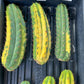 Imported Cactus for Grafting Purposes #1~3