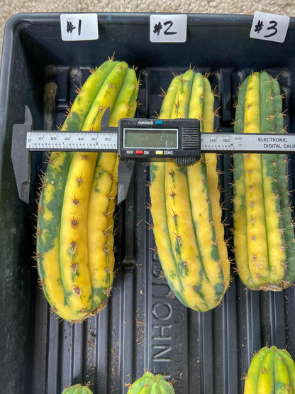 Imported Cactus for Grafting Purposes #1~3