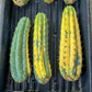 Thick Cactus for Grafting Purposes | Imported | #4~6